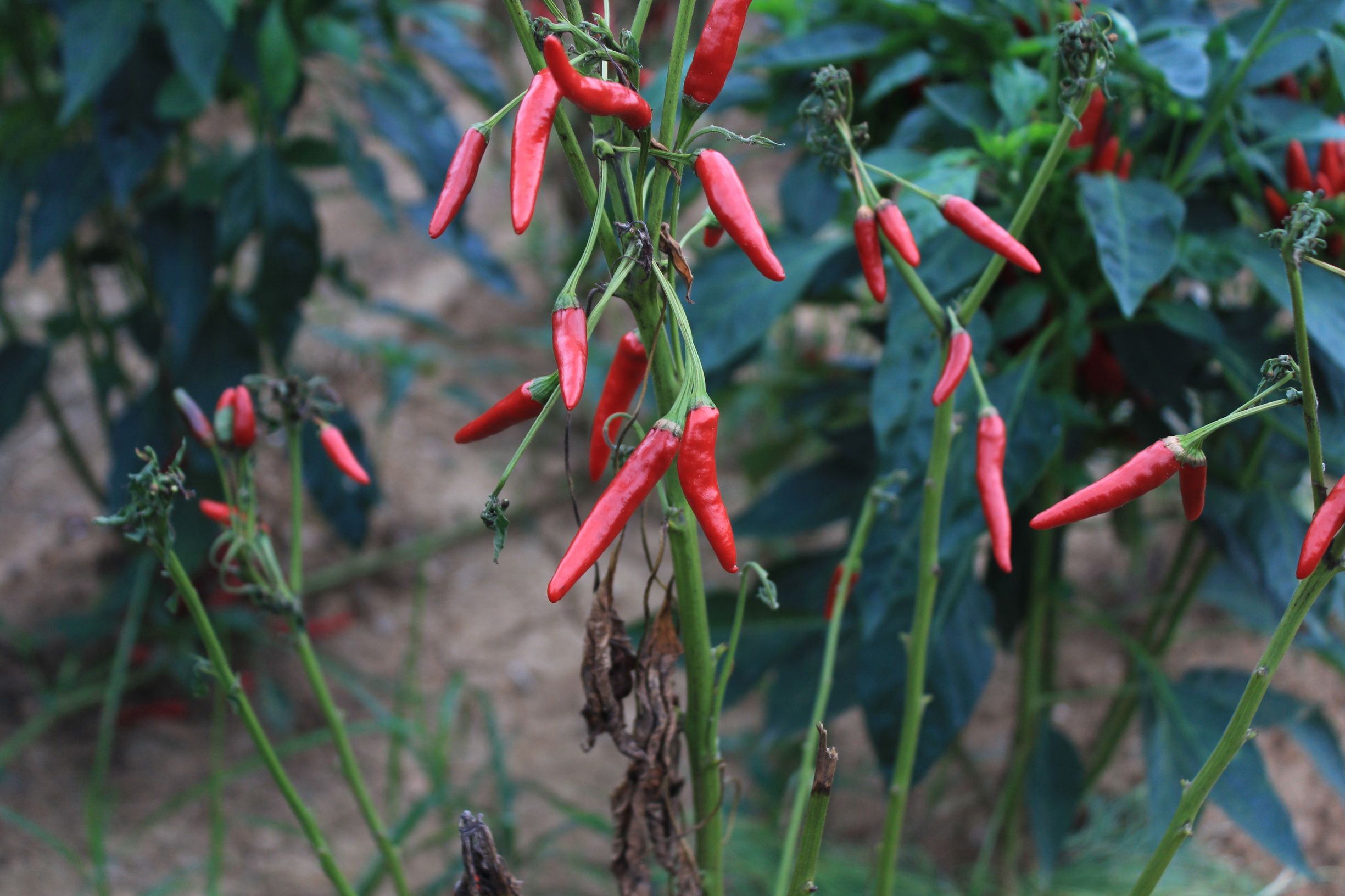 高淳最美的小镇,高淳得半庄园地址