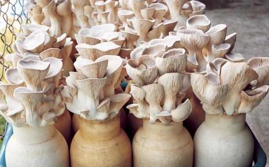 用盆种蘑菇,种蘑菇用的材料可以养花