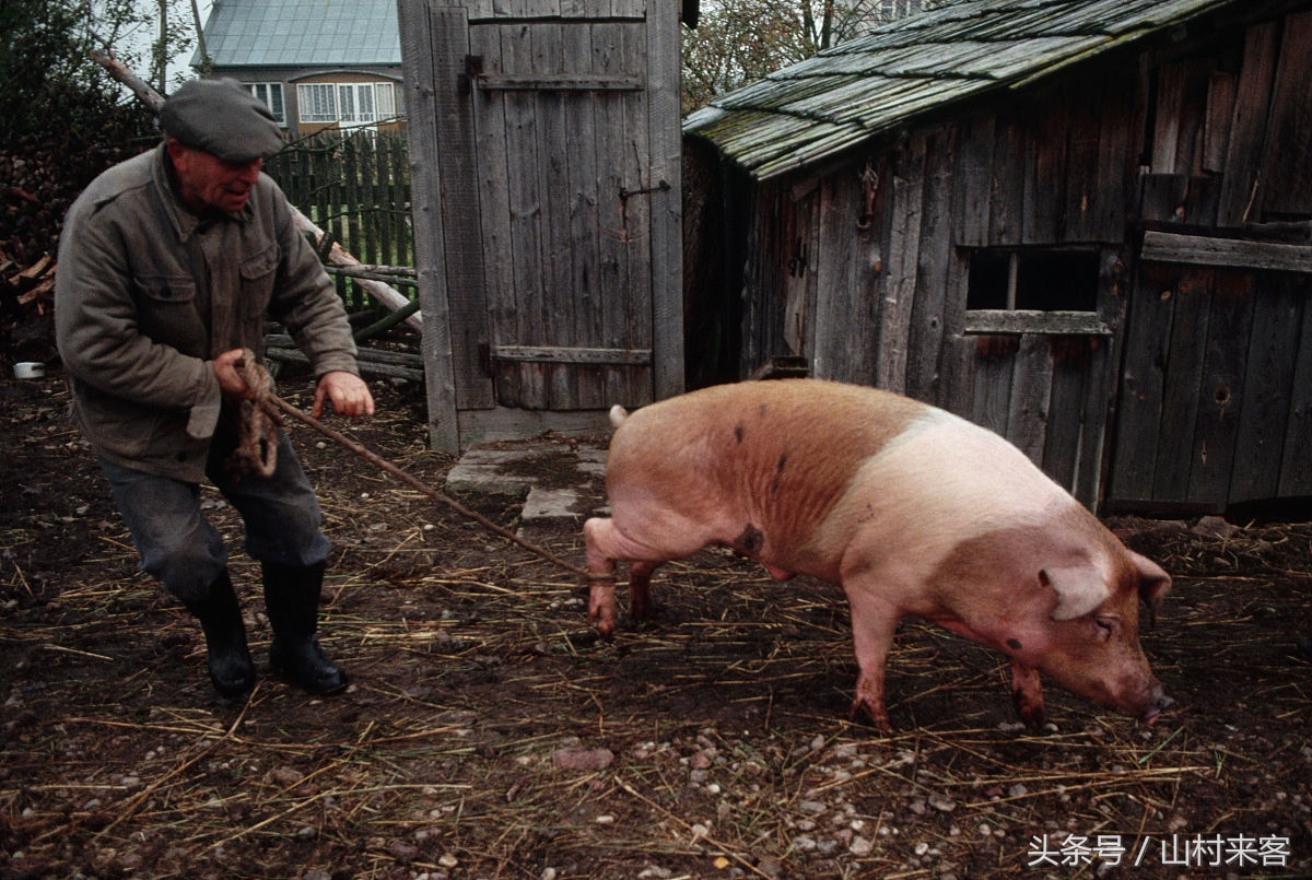 农村养殖羊和猪哪个利润高,如何养殖羊才能挣钱