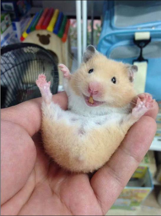 仓鼠怎么分辨公母母仓鼠怀孕征兆,仓鼠怀孕后要把公仓鼠隔离吗