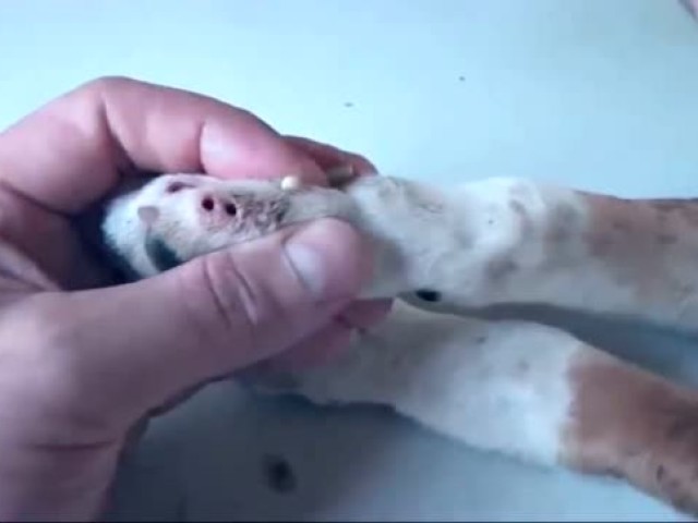 土狗被人虐待,土狗被虐待暴打街头