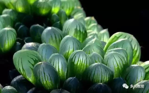 多肉玉露干瘪发黑怎么救,玉露多肉蔫了怎么补救