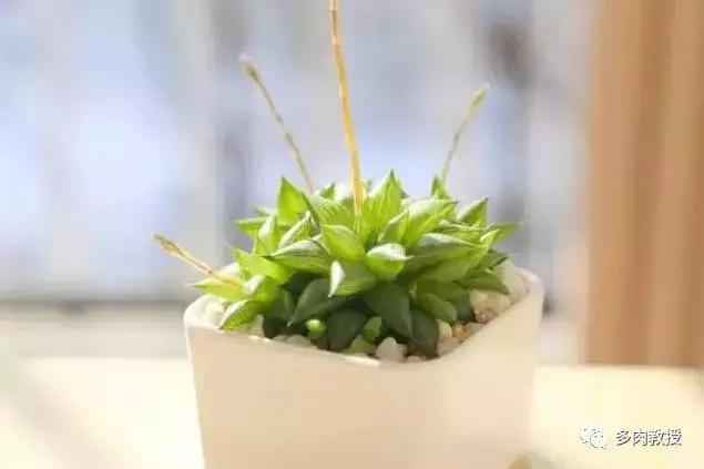 多肉玉露干瘪发黑怎么救,玉露多肉蔫了怎么补救