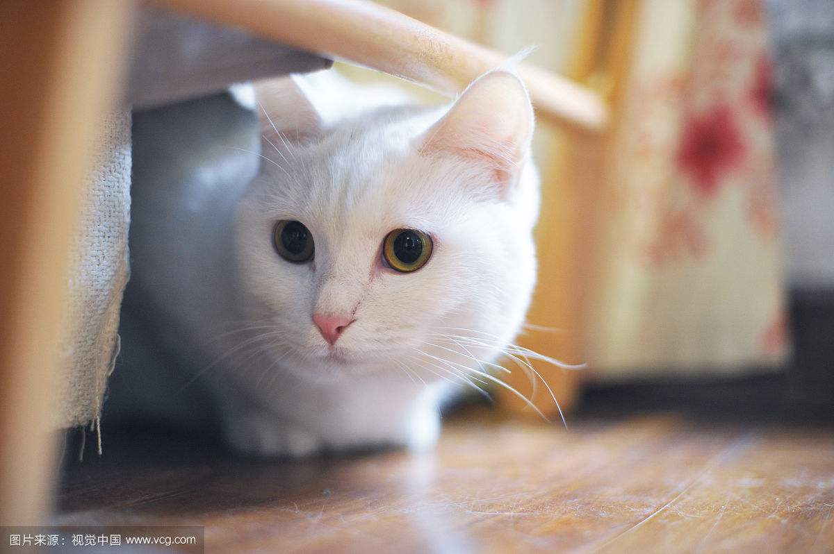 搞笑段子我说的都是大实话,经典搞笑段子我想要吃好吃的