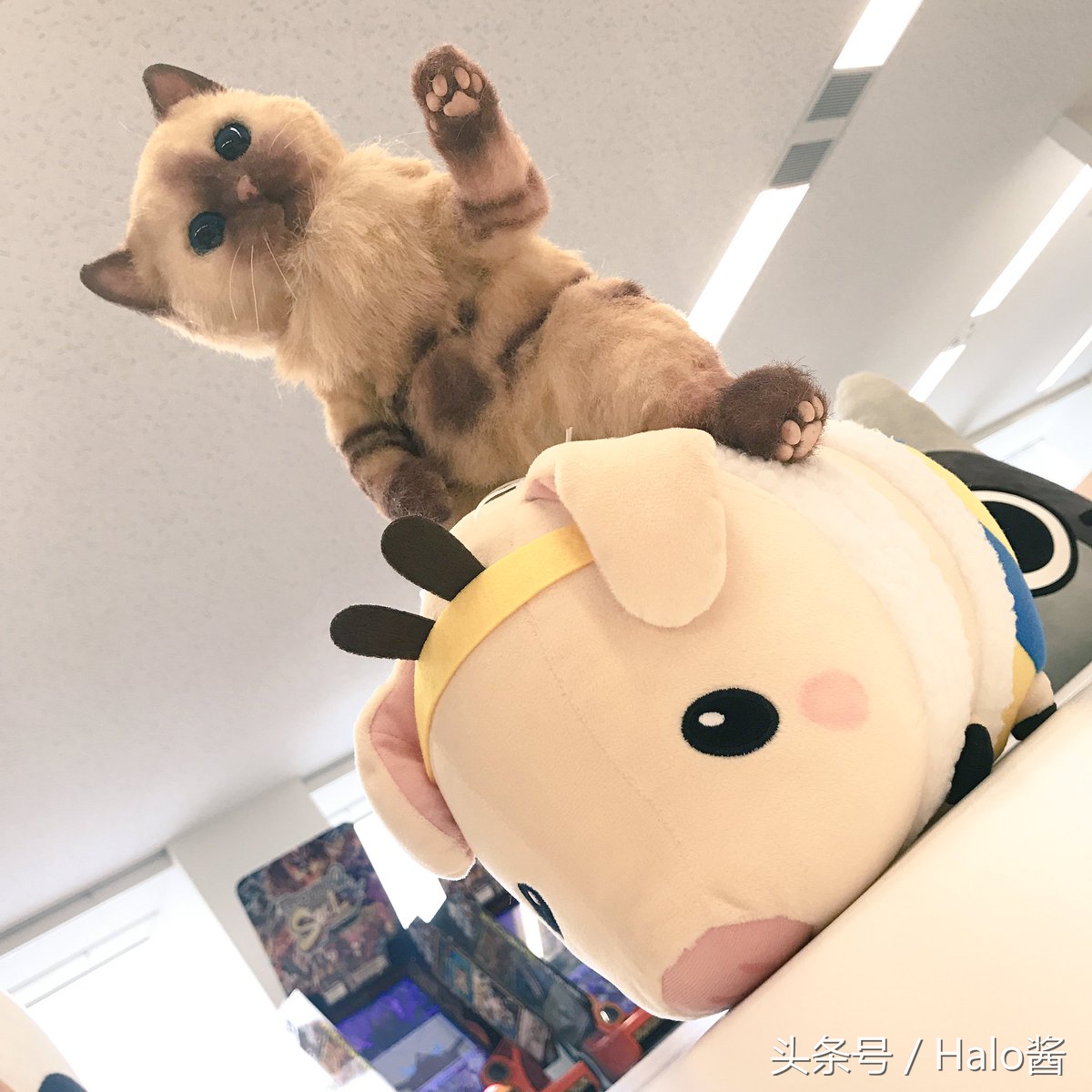 怪物猎人艾露猫孙悟空,怪物猎人艾露猫