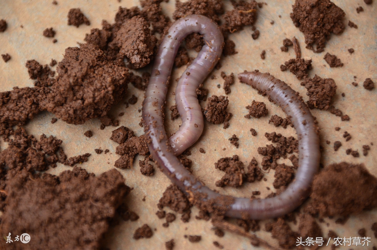 农村致富有这4个项目就足够了,农村17个致富项目你知道几个