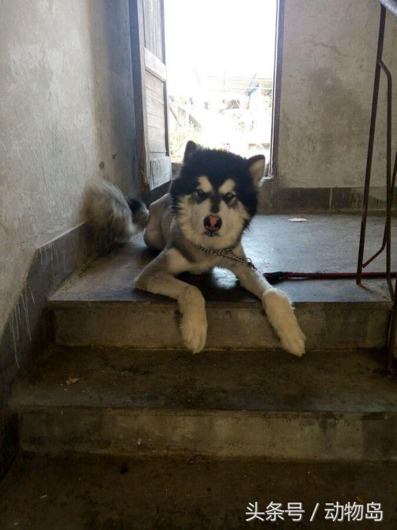 阿拉斯加被锁在楼道里不能出去，剪完毛之后的样子让人哭笑不得