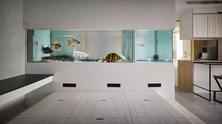 家里摆鱼缸数量有什么讲究,属马属蛇的家里怎么摆鱼缸