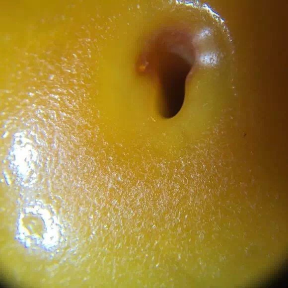 老蜜蜡特点,老蜜蜡的特征和图片