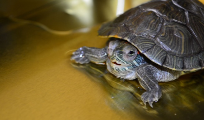 龟龟感冒和肺炎怎么治疗,龟龟得了白眼病存活几率多大