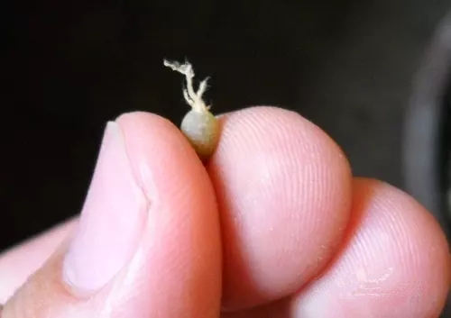 如何让多肉快速长大,怎样让多肉快速长大