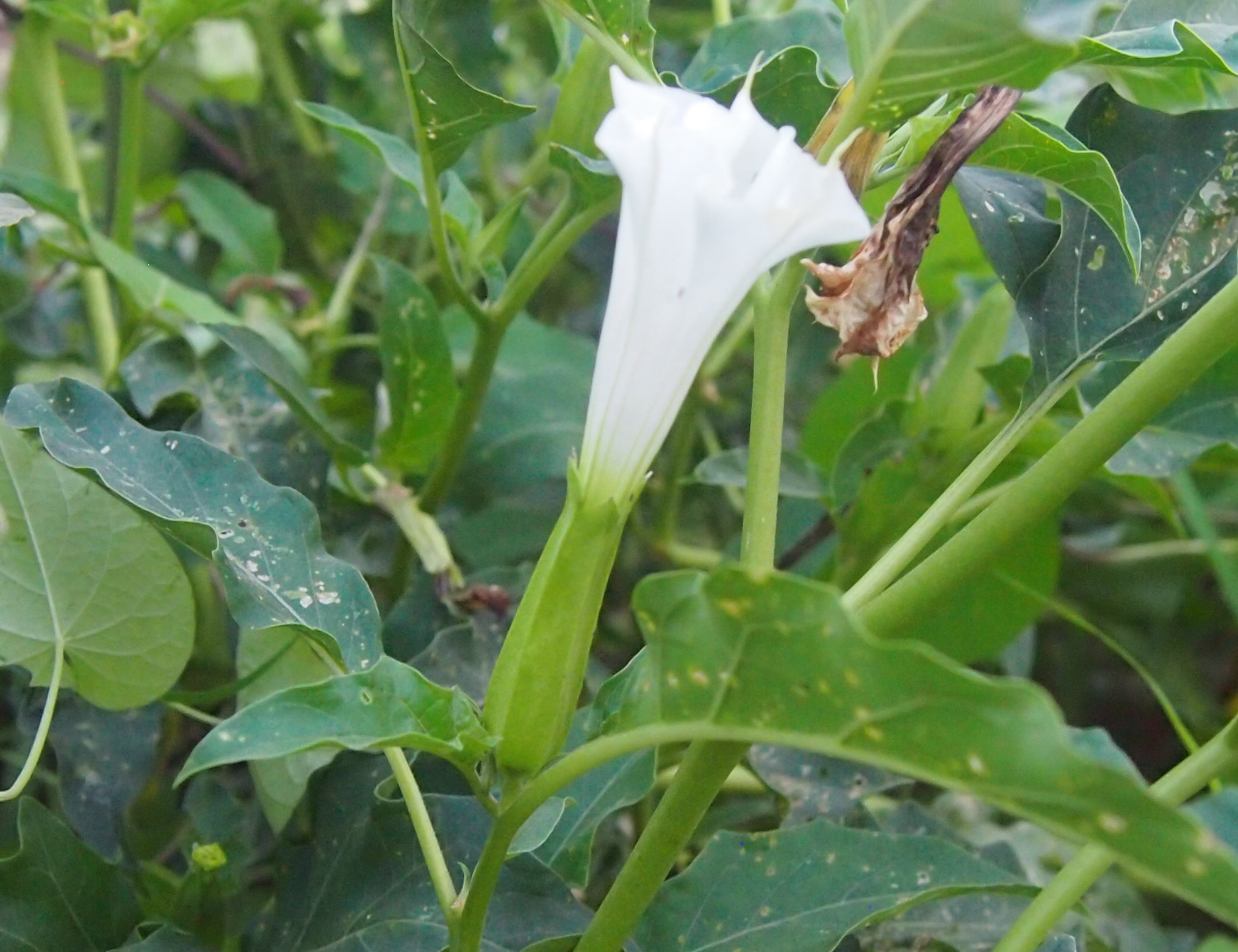 曼陀罗和白喇叭花,大花曼陀罗喇叭视频