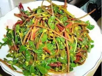 农村的哪些野菜能有中药功效,农村有什么野菜治病