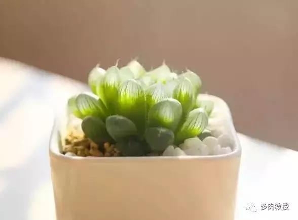 多肉玉露干瘪发黑怎么救,玉露多肉蔫了怎么补救