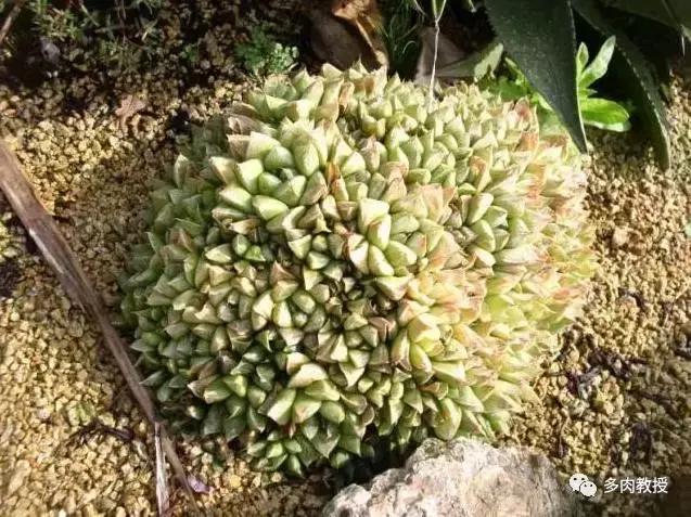 多肉玉露干瘪发黑怎么救,玉露多肉蔫了怎么补救