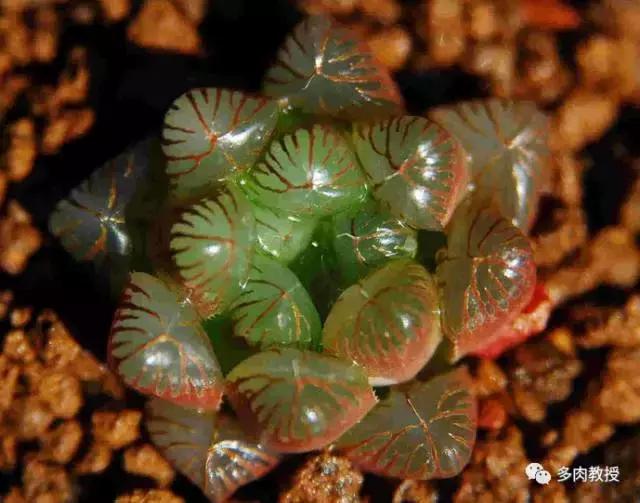 多肉玉露干瘪发黑怎么救,玉露多肉蔫了怎么补救