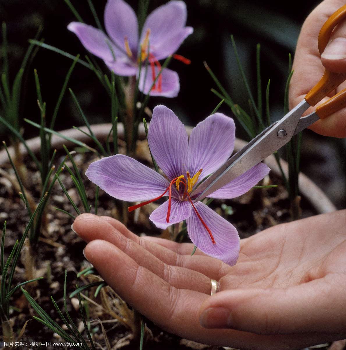 女人的花漂亮又高贵,藏红花被誉为女性之花