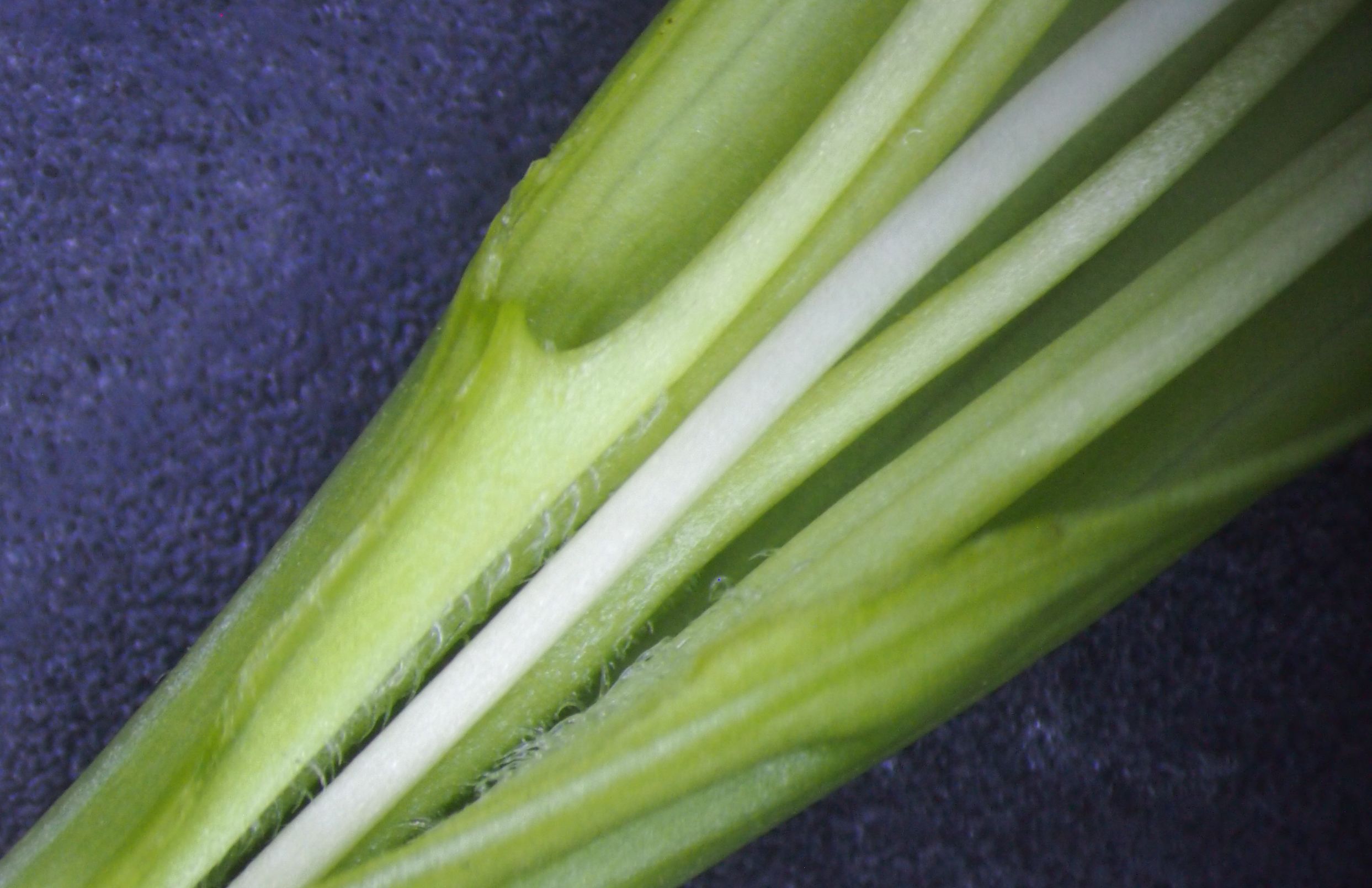 曼陀罗和白喇叭花,大花曼陀罗喇叭视频