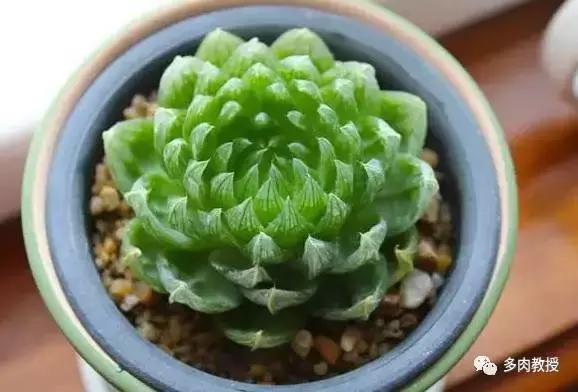 多肉玉露干瘪发黑怎么救,玉露多肉蔫了怎么补救