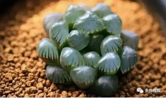 多肉玉露干瘪发黑怎么救,玉露多肉蔫了怎么补救