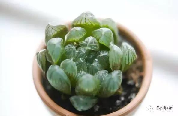 多肉玉露干瘪发黑怎么救,玉露多肉蔫了怎么补救