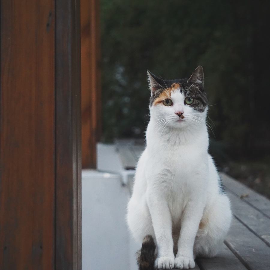 搞笑段子我说的都是大实话,经典搞笑段子我想要吃好吃的