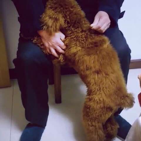 能让狗狗开心的话,让狗狗开心的几句话有哪些