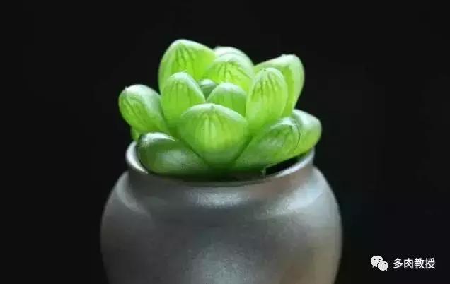 多肉玉露干瘪发黑怎么救,玉露多肉蔫了怎么补救