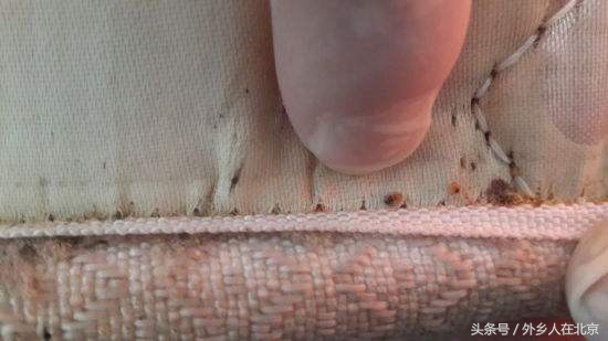 出租屋有很小的虫子是什么原因,新入住的房子里有小虫子