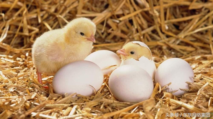 东东养鸡｜鸡拉血便如何治疗？