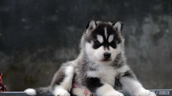 宠物狗养育常识,宠物狗的育儿方法