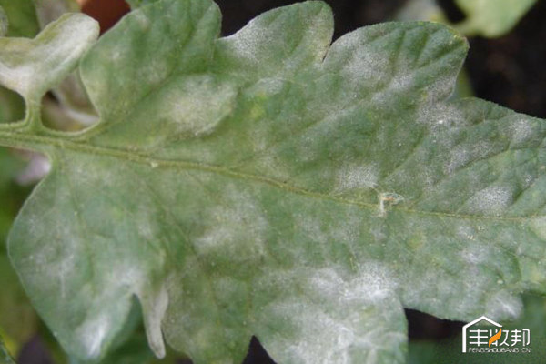 矿物油无抗性,矿物油替代