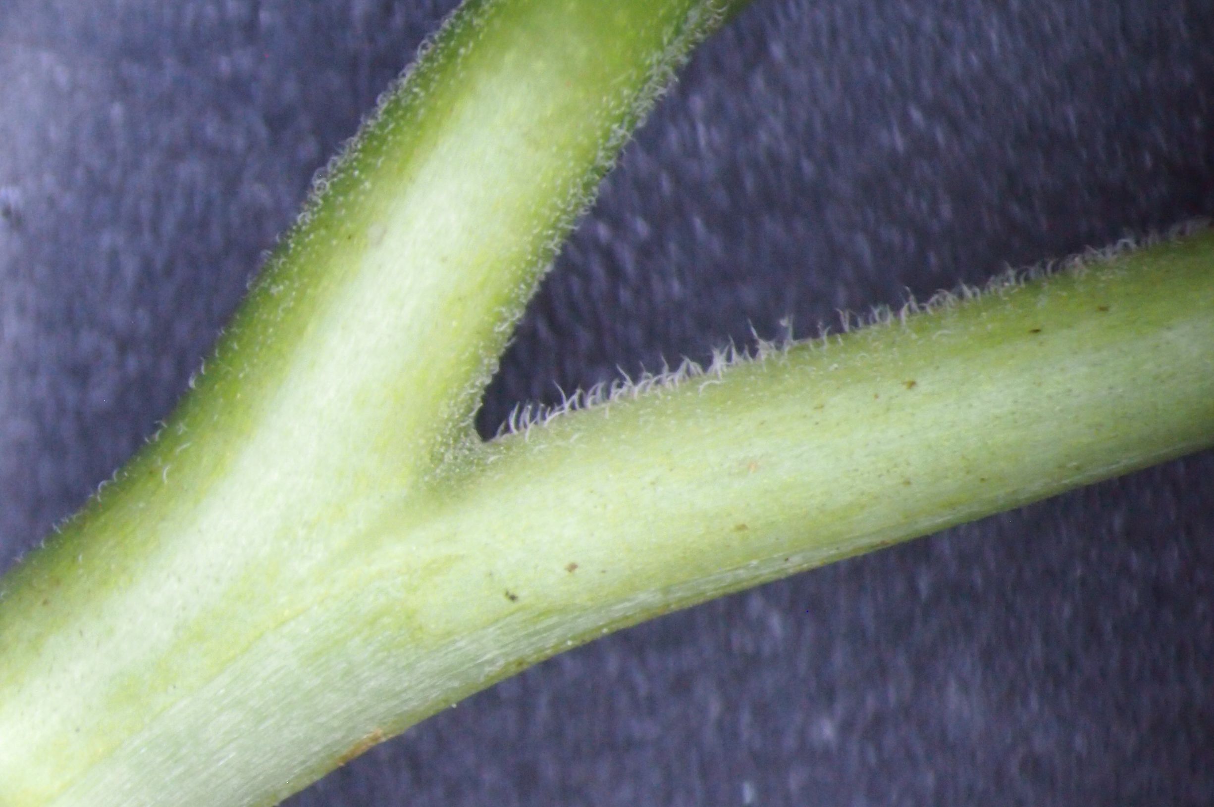 曼陀罗和白喇叭花,大花曼陀罗喇叭视频