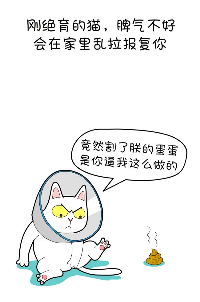 猫咪和铲屎官的幸福生活漫画,猫狗铲屎官漫画