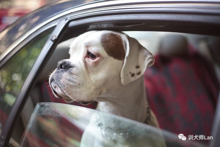 狗狗突然死了嘴里分泌大量口水,狗狗一直做吞咽口水动作怎么回事