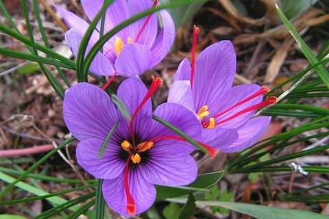 女人的花漂亮又高贵,藏红花被誉为女性之花