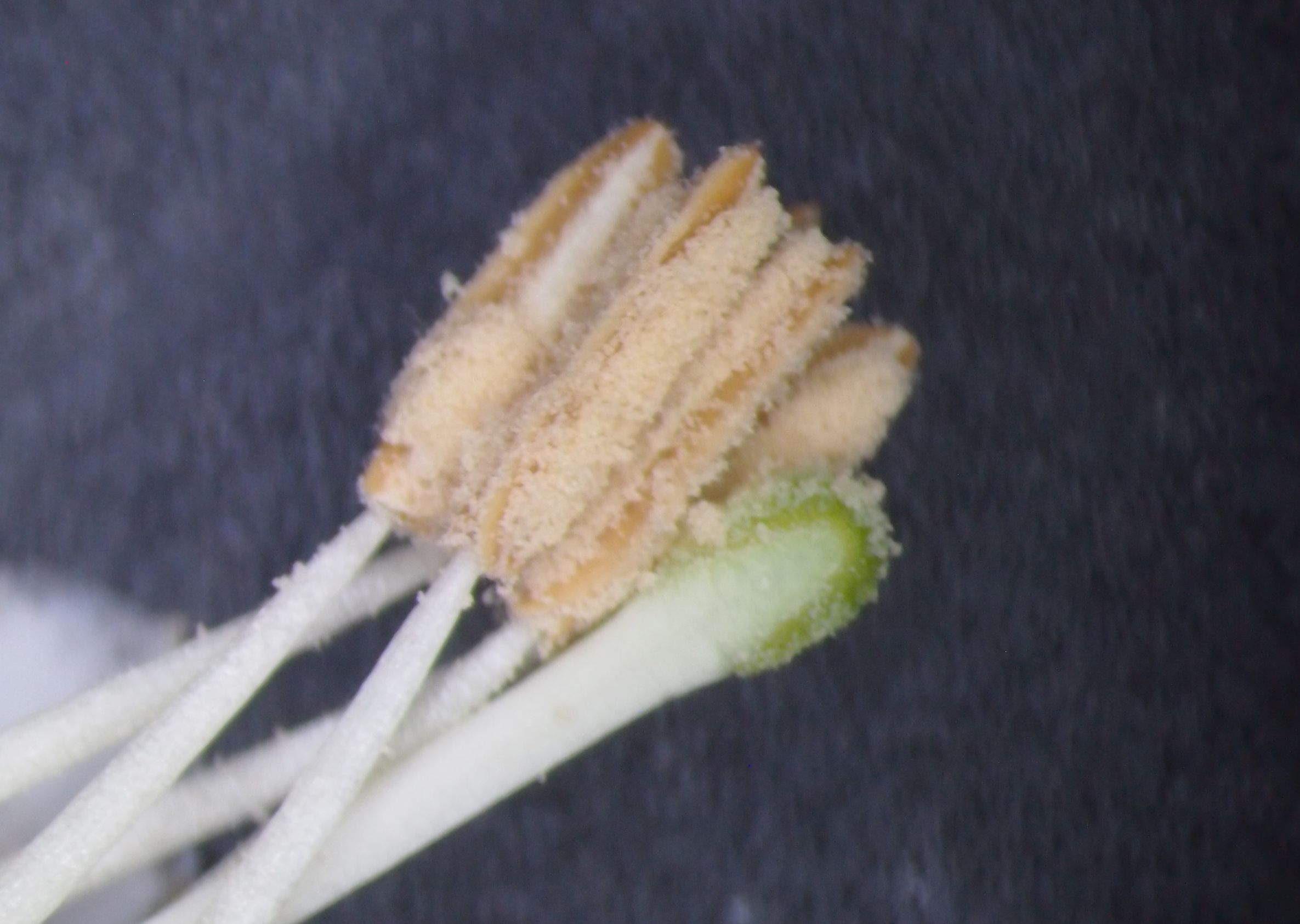 曼陀罗和白喇叭花,大花曼陀罗喇叭视频