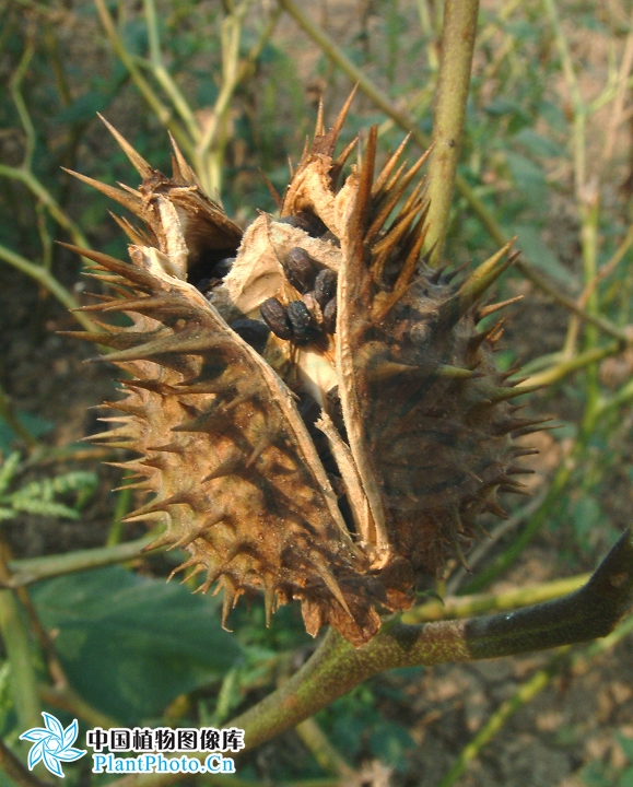 曼陀罗和白喇叭花,大花曼陀罗喇叭视频