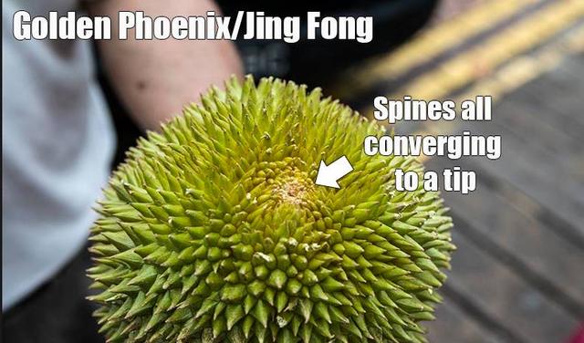 马来西亚各种榴莲名称,马来榴莲品种介绍