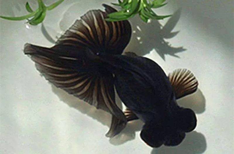 家里摆鱼缸数量有什么讲究,属马属蛇的家里怎么摆鱼缸