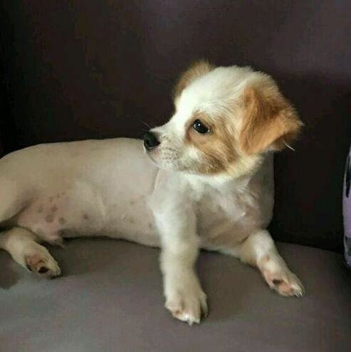 因业主投诉把狗狗栓在树上自生自灭，看不下去，解开狗狗就牵回家