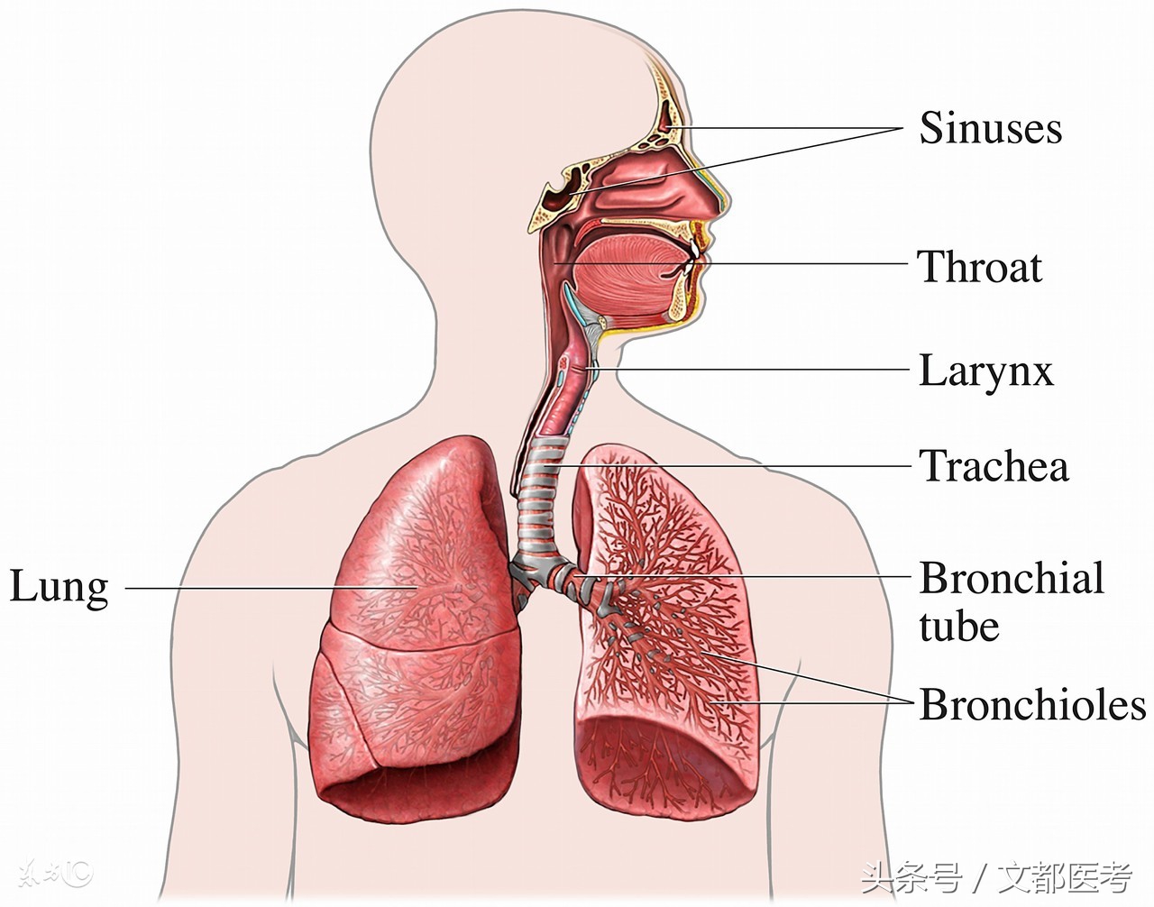 医师笔试呼吸系统解析,临床医学助理医师考试题库