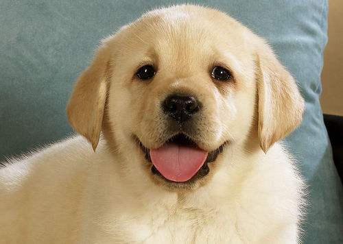 能让狗狗开心的话,让狗狗开心的几句话有哪些