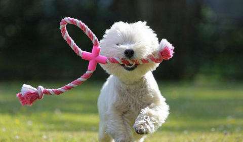 能让狗狗开心的话,让狗狗开心的几句话有哪些