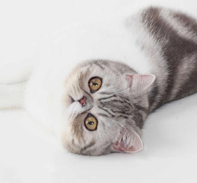 猫咪呕吐白色黏液是怎么回事,猫咪吃驱虫药后呕吐怎么回事