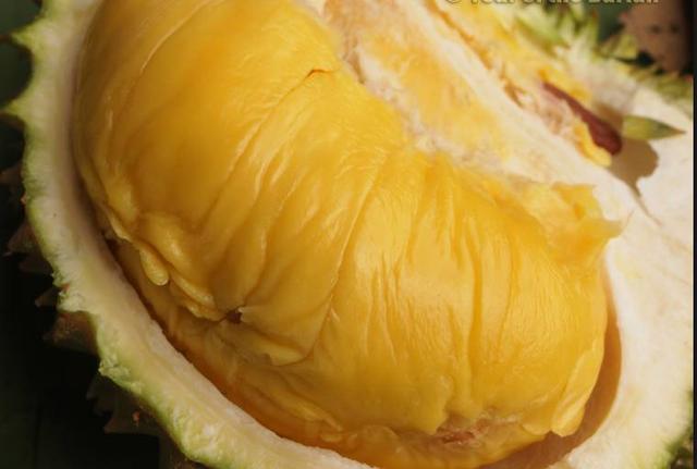 马来西亚各种榴莲名称,马来榴莲品种介绍