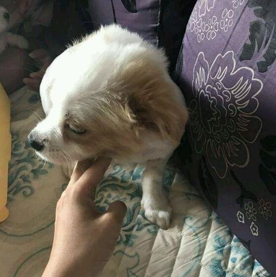 因业主投诉把狗狗栓在树上自生自灭，看不下去，解开狗狗就牵回家