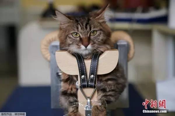 桌边社0824：想在中国找到不用抗生素的鸡，难度很大