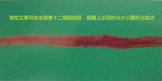 鸡球虫病的特点和治疗,鸡球虫病的发生原因及预防方法