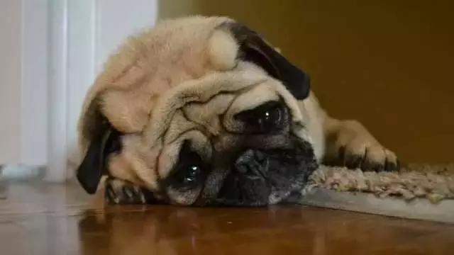 什么水果狗狗绝对不能吃,这几种水果千万不能给狗狗吃